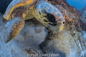 Loggerhead turtle in its resting place by Peet J Van Eeden 